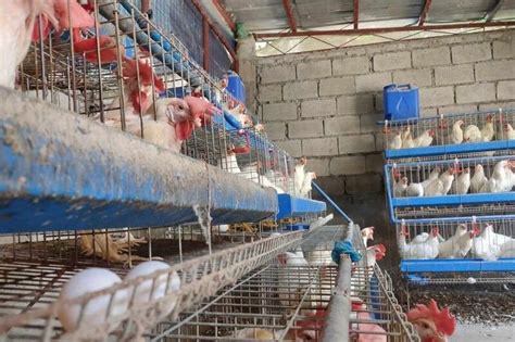 united broiler raisers association|United Broiler Raisers Association – Philippine Broiler Industry News.